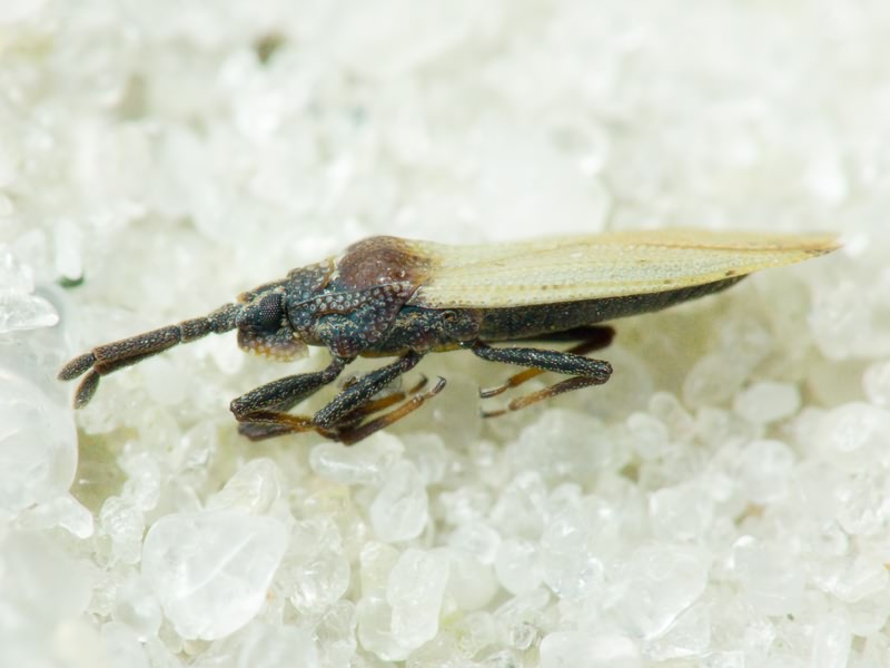 Catoplatus carthusianus (Goeze, 1778)